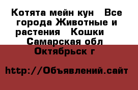 Котята мейн кун - Все города Животные и растения » Кошки   . Самарская обл.,Октябрьск г.